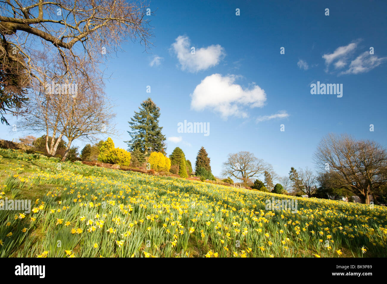 Les jonquilles sauvages à Holehird Gardens à Windermere, Lake District, UK. Banque D'Images
