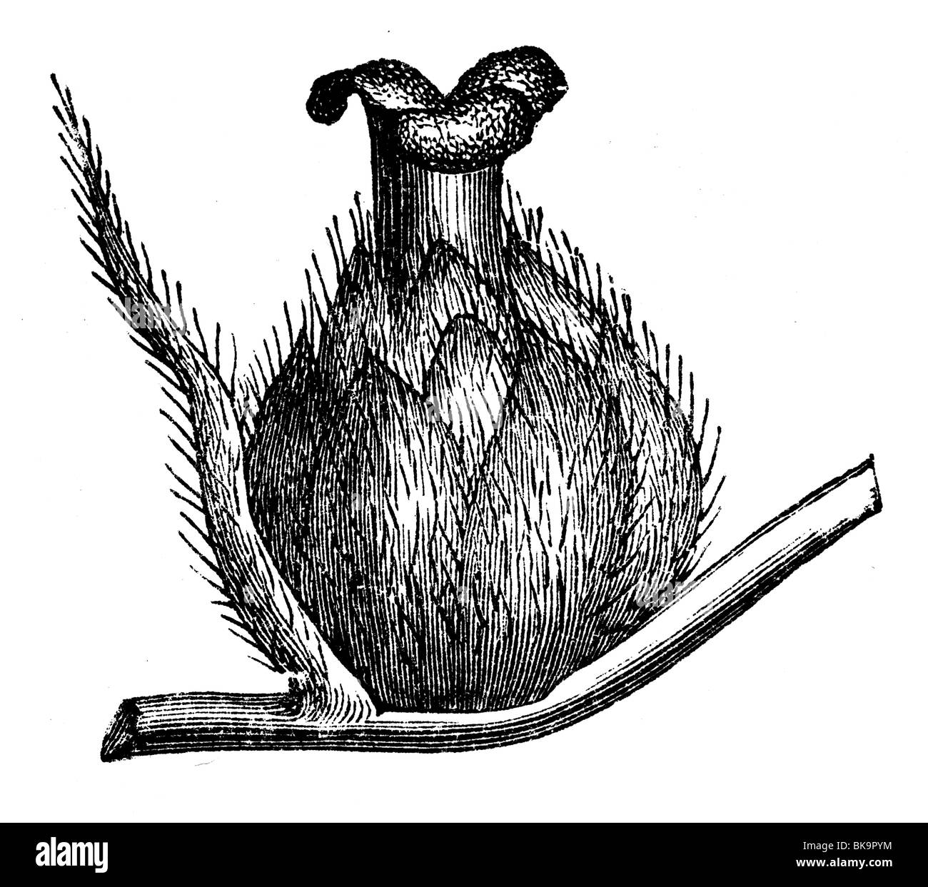 Femme fleur chêne anglais Banque D'Images