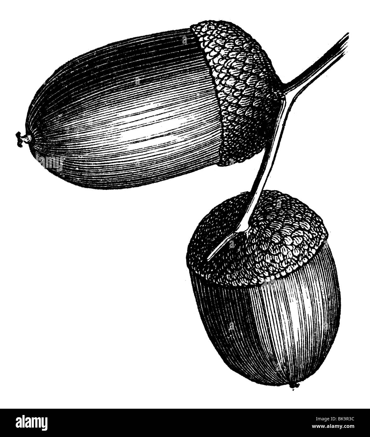 Fruits chêne anglais acorn Banque D'Images