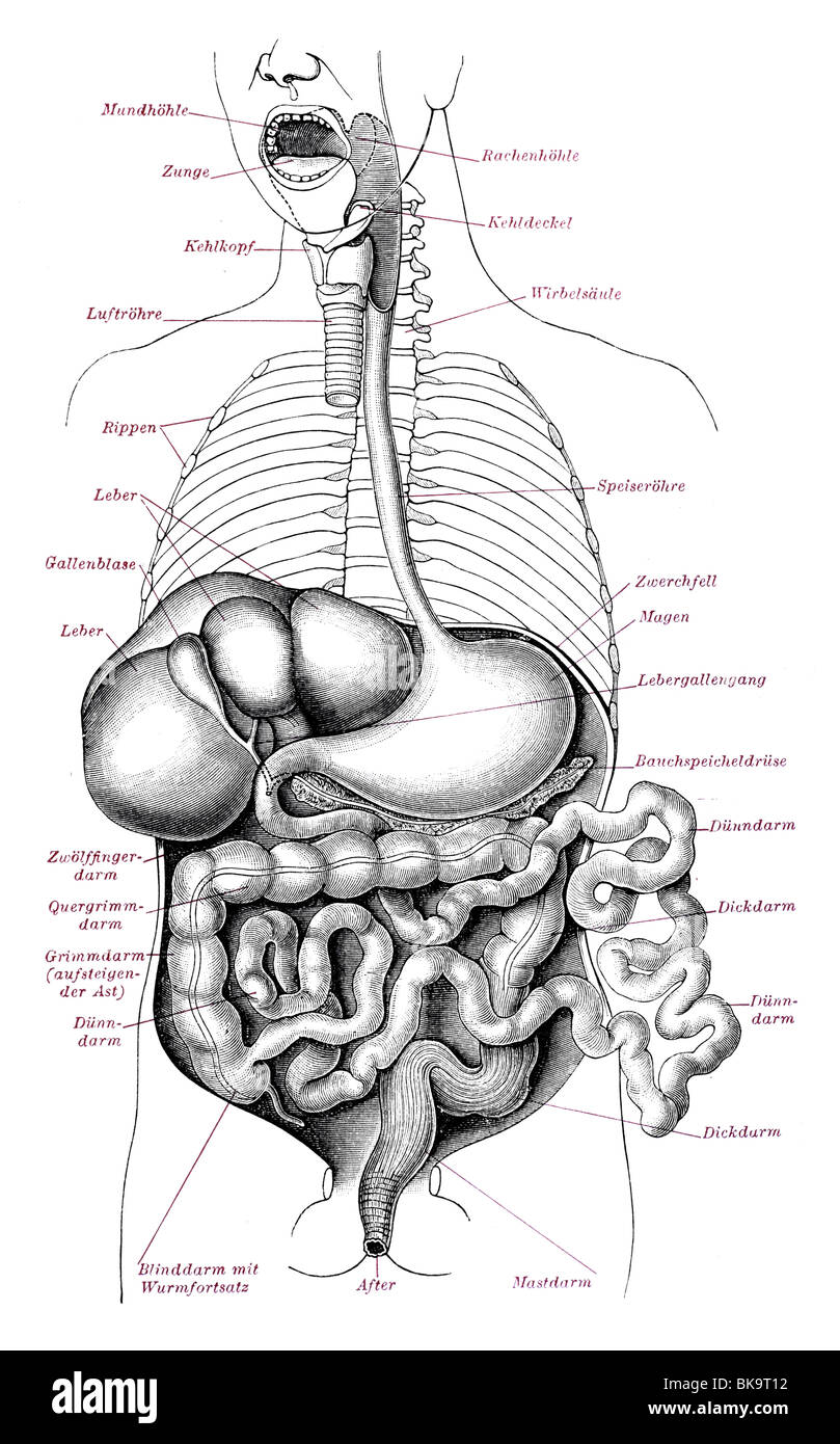 Vue de dessus les organes digestifs Banque D'Images