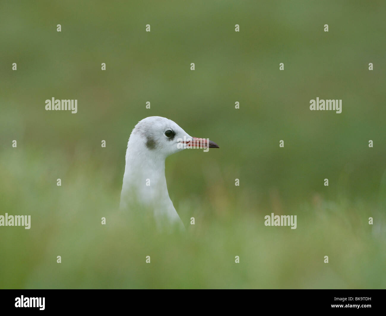 Portrait de mouette à tête noire en plumage d'hiver Banque D'Images