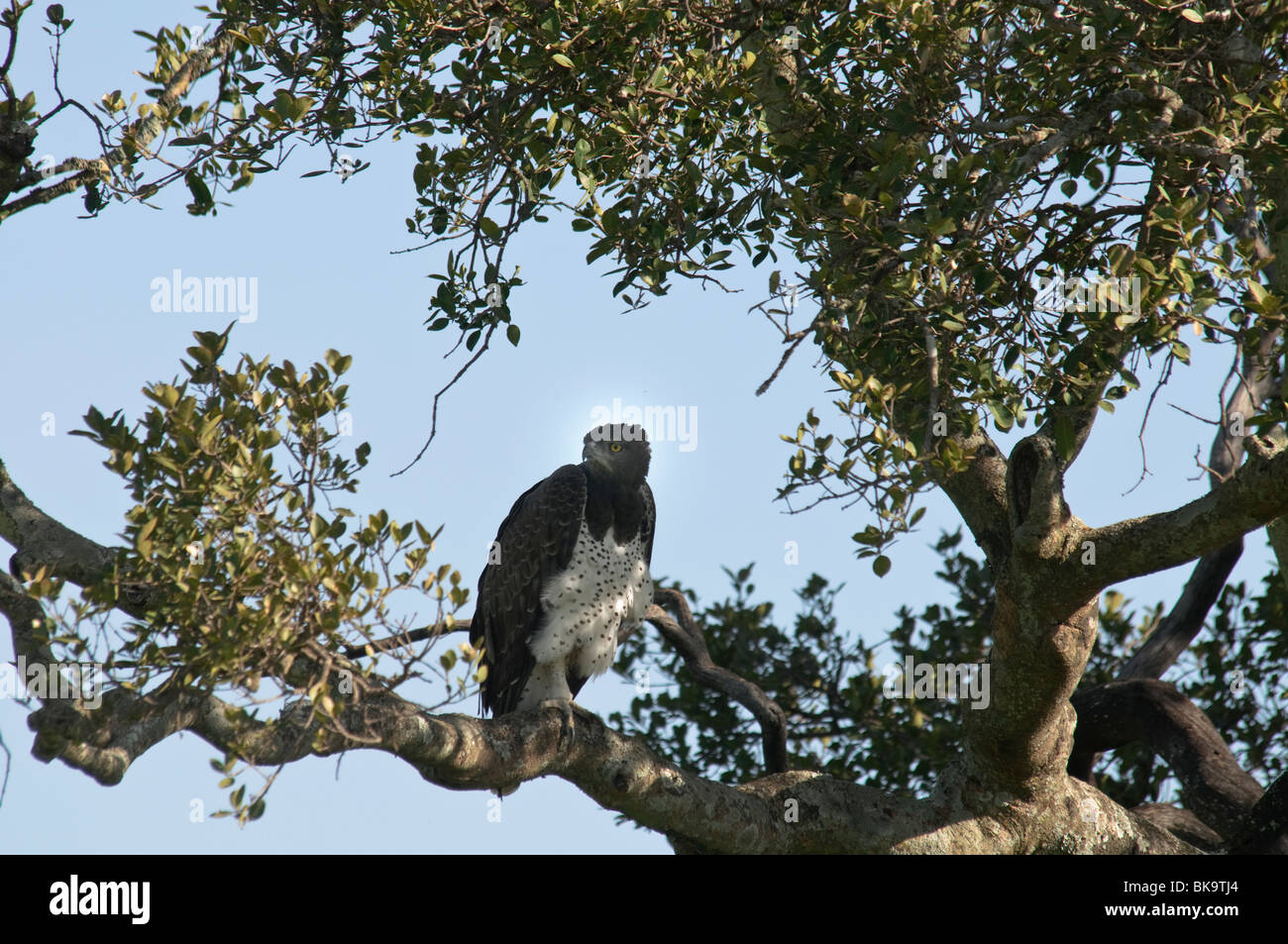 Aigle Martial Polemaetus bellicosus reposant dans un arbre Banque D'Images