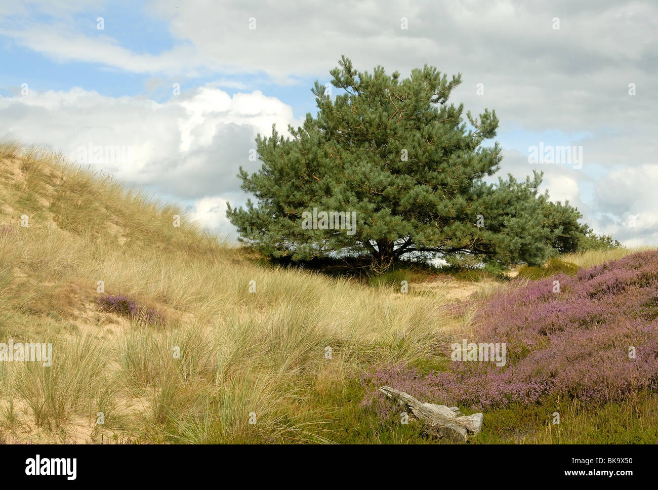 Conifère à Heath Banque D'Images