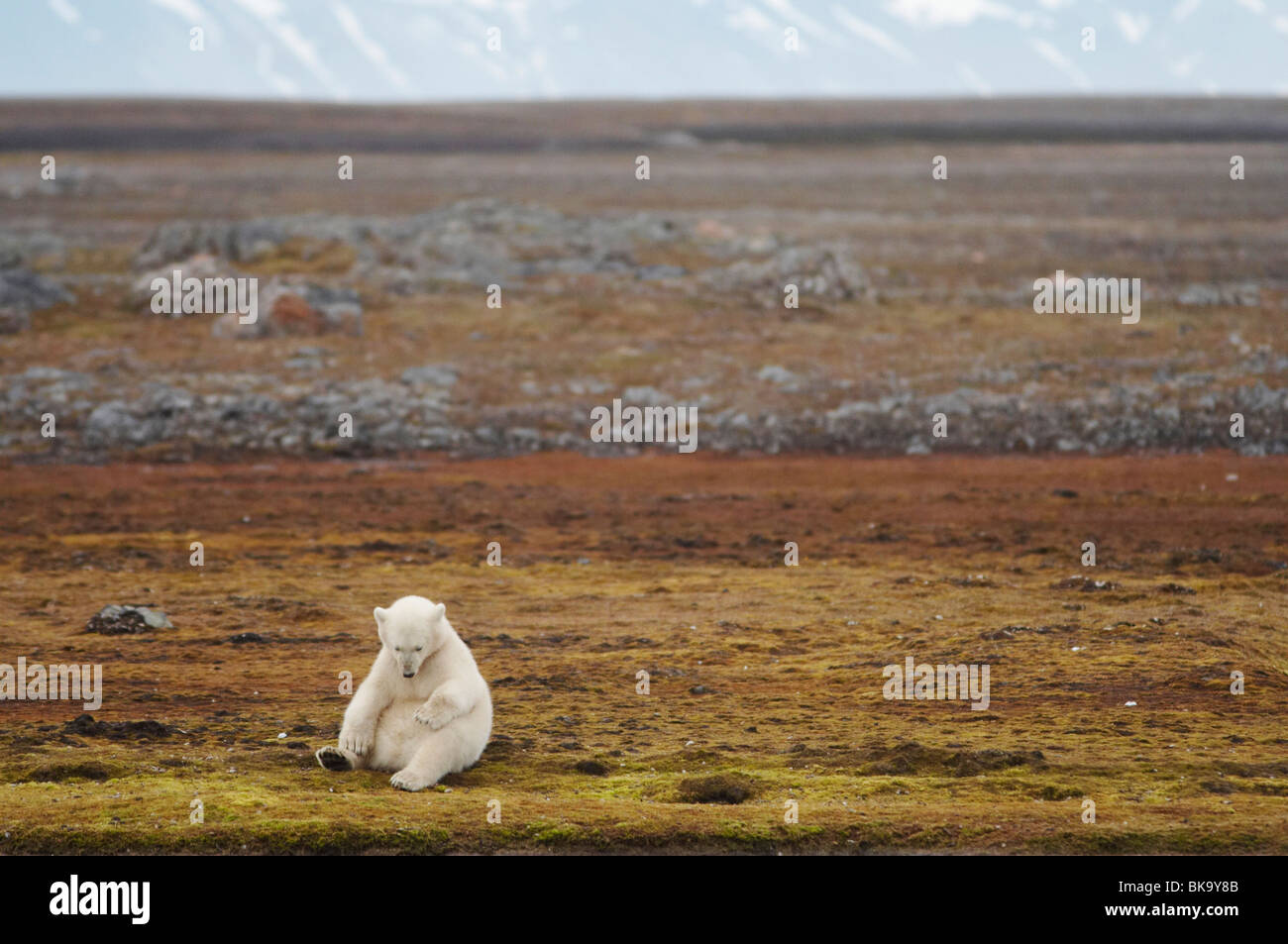 A 7 mois, l'ours polaire (Ursus maritimus) cub assis sur la toundra Banque D'Images