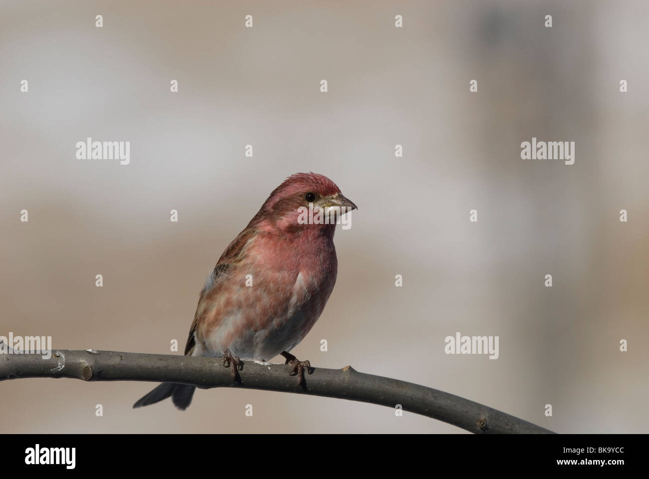 Roselin pourpré assis sur une branche. Banque D'Images