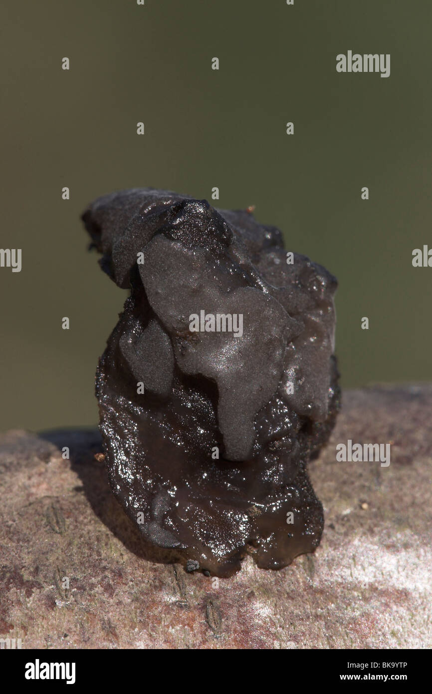 La gelée noire sur branch close-up Banque D'Images