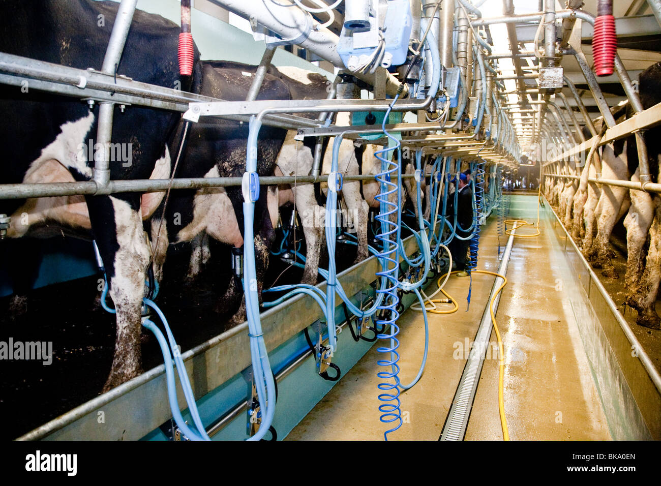 La traite des vaches dans une laiterie nr Leigh, Surrey Banque D'Images