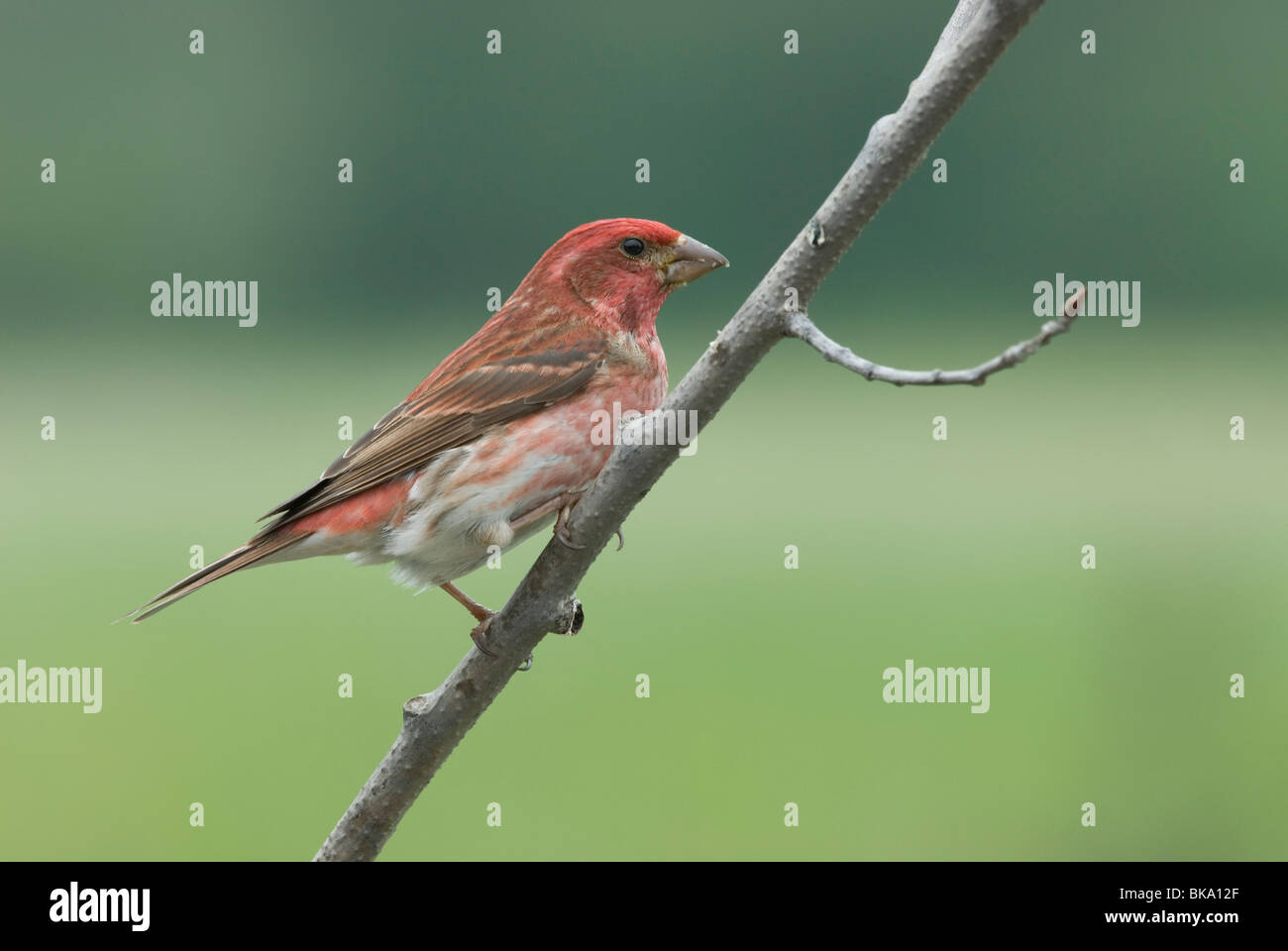 Roselin pourpré assis sur une branche. Banque D'Images
