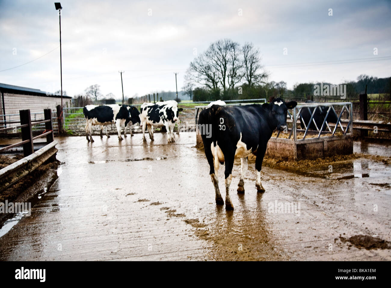 Les vaches en hiver dans la cour de ferme Banque D'Images