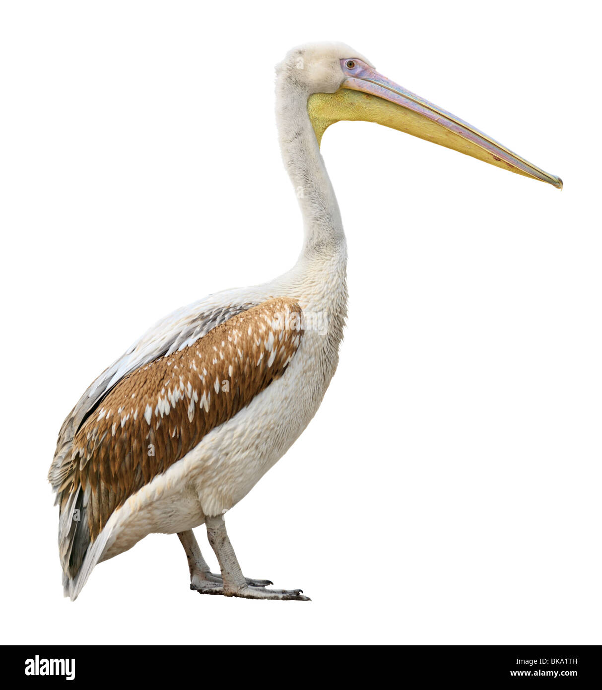 Vue côté oiseau Pelican isolé sur fond blanc Banque D'Images