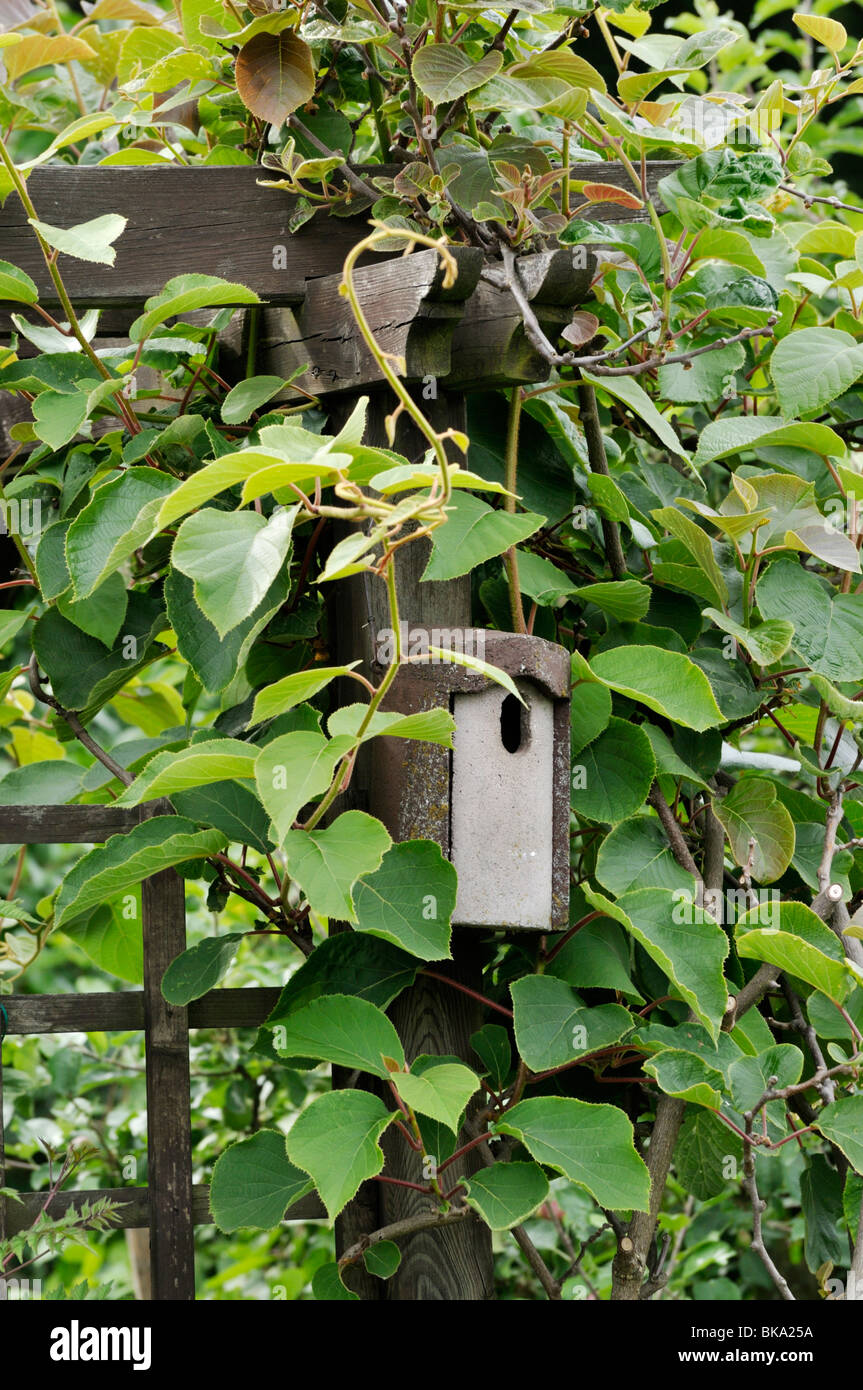 Kiwi (actinidia) avec boîte du nid Banque D'Images