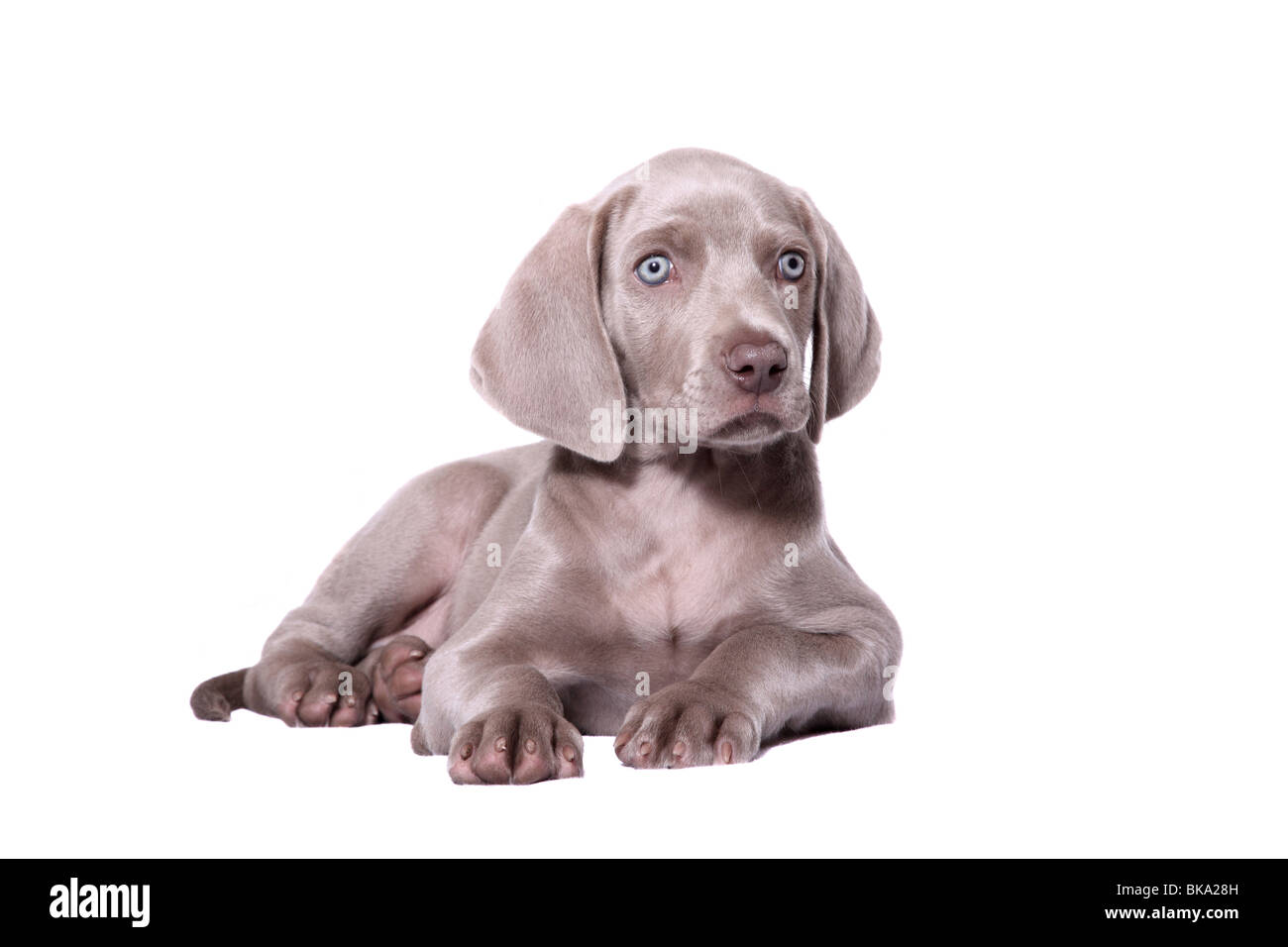 Chiot Weimaraner Banque D'Images