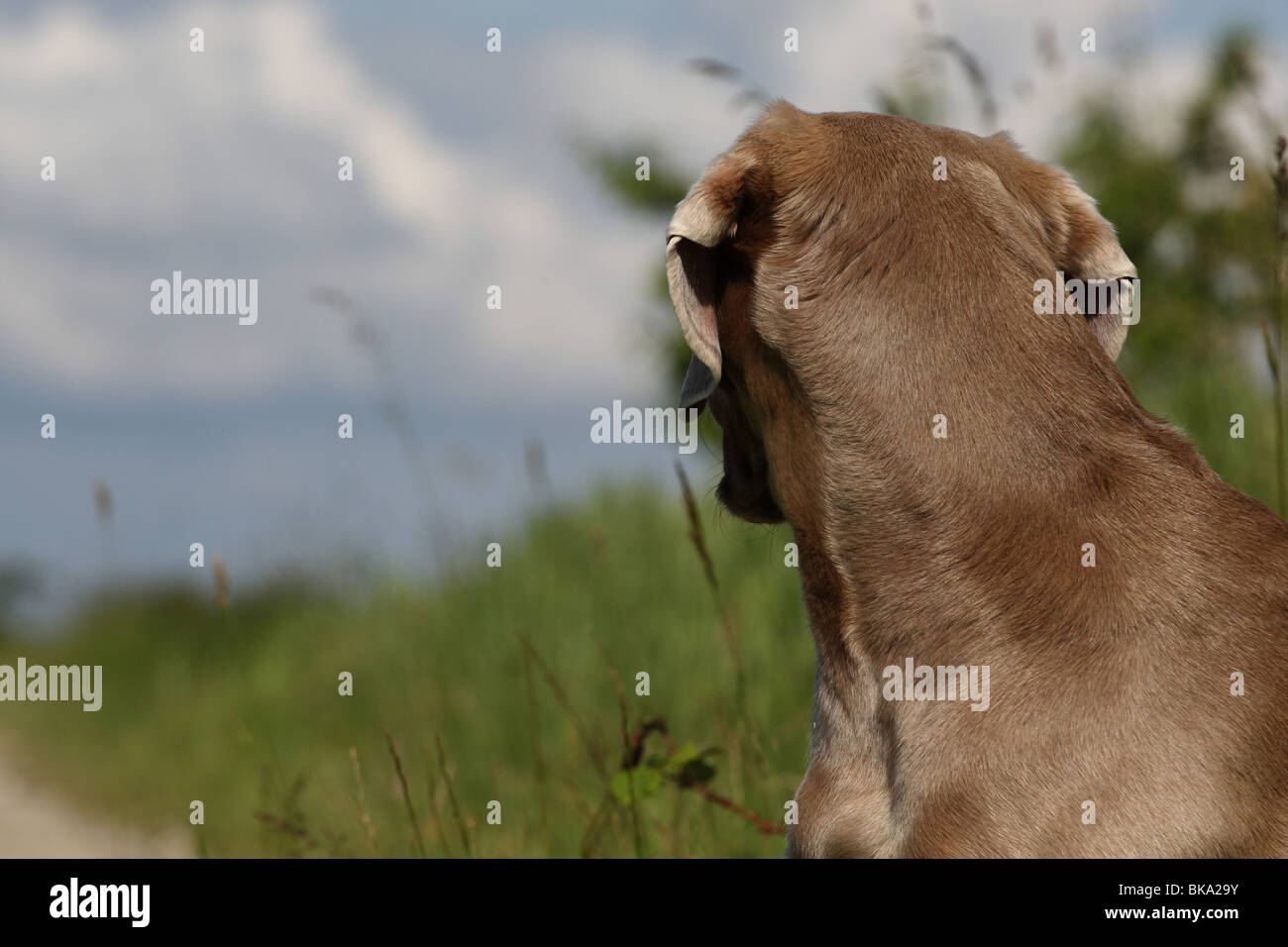 Braque de portrait Banque D'Images