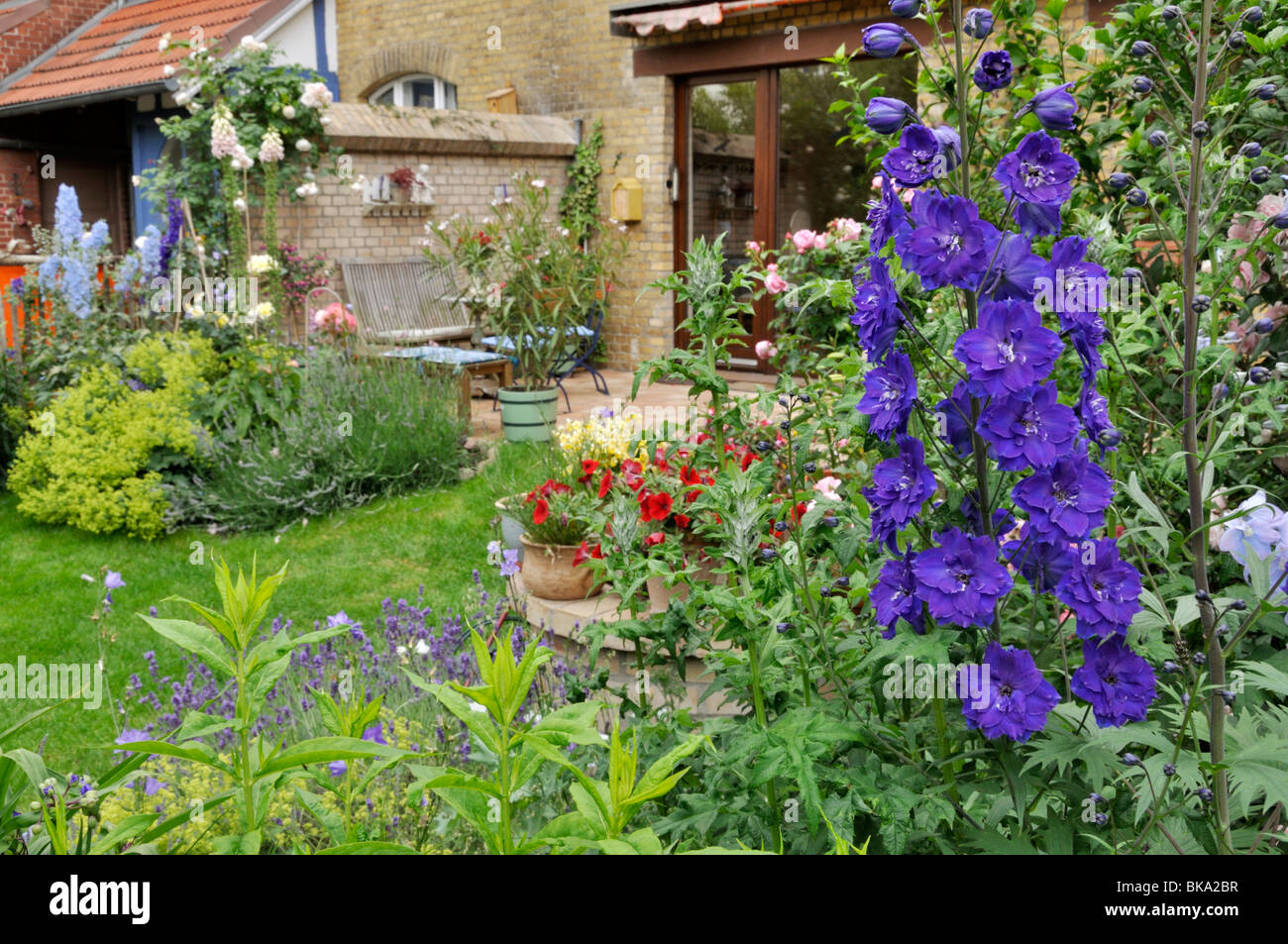 (Delphinium delphinium x cultorum 'Black Knight') dans un jardin. design : Jutta wahren Banque D'Images