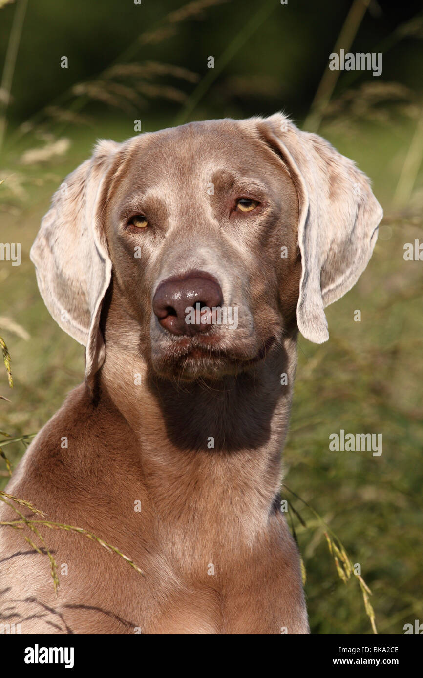 Braque de portrait Banque D'Images