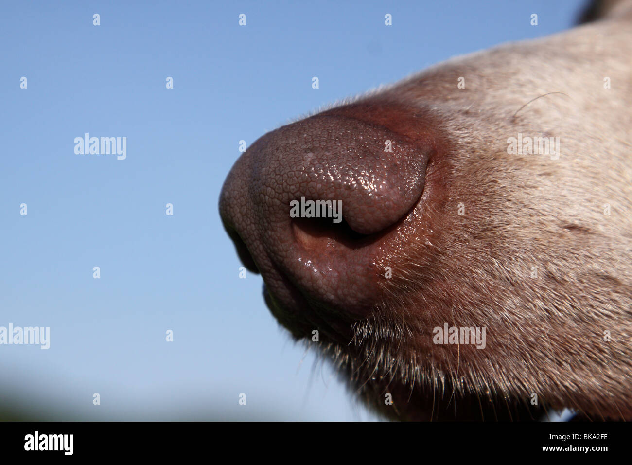 nez de chiens Banque D'Images