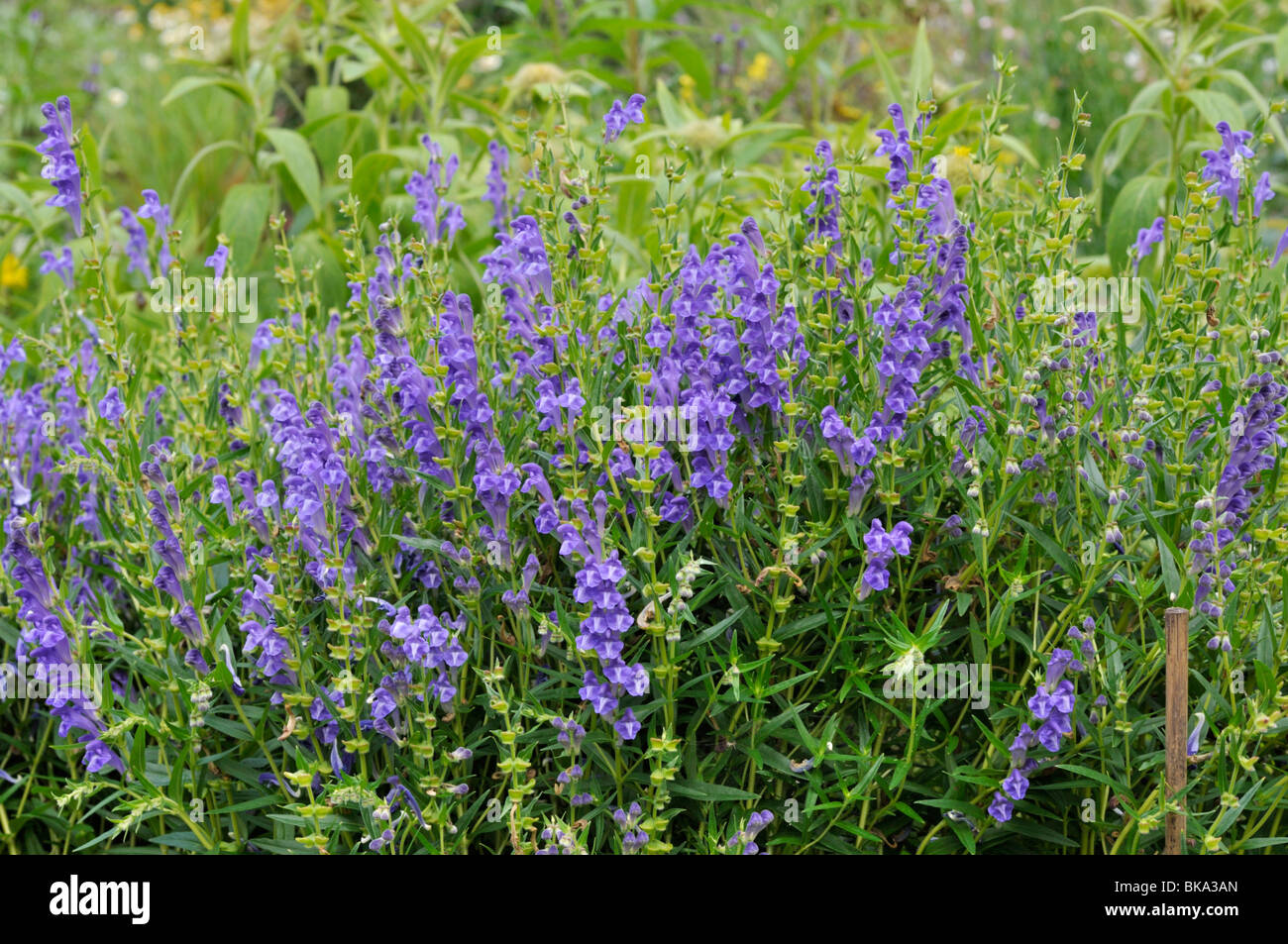 Scutellaria baicalensis Banque de photographies et d'images à haute  résolution - Alamy
