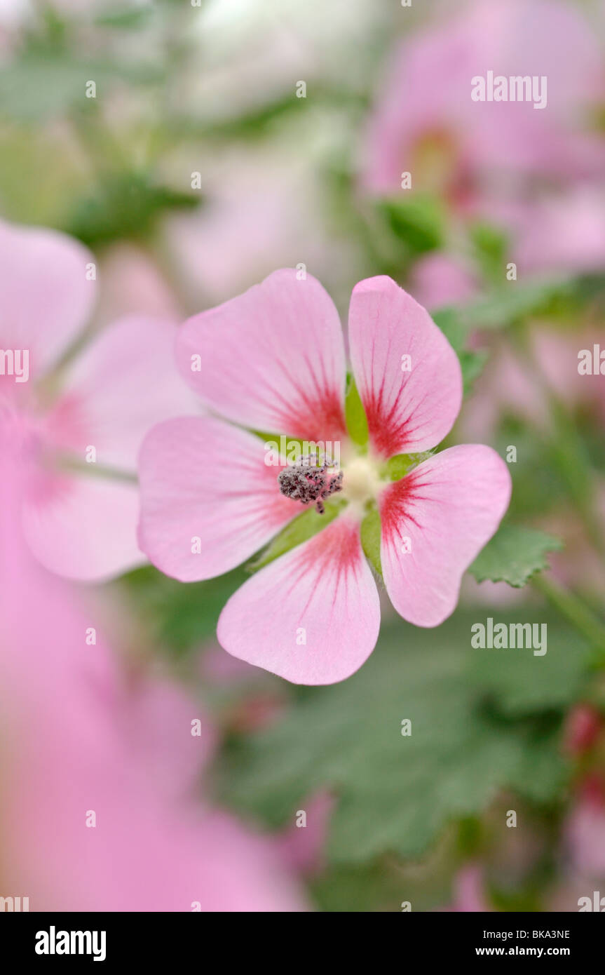 Anisodontea capensis mauve du cap ("Lady in Pink') Banque D'Images