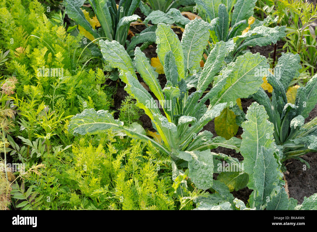 Chou palmiste (Brassica oleracea var. palmifolia) Banque D'Images