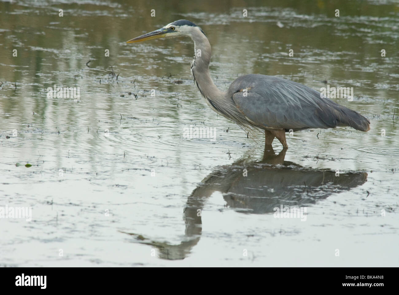 Grand Héron debout dans l'eau. Banque D'Images