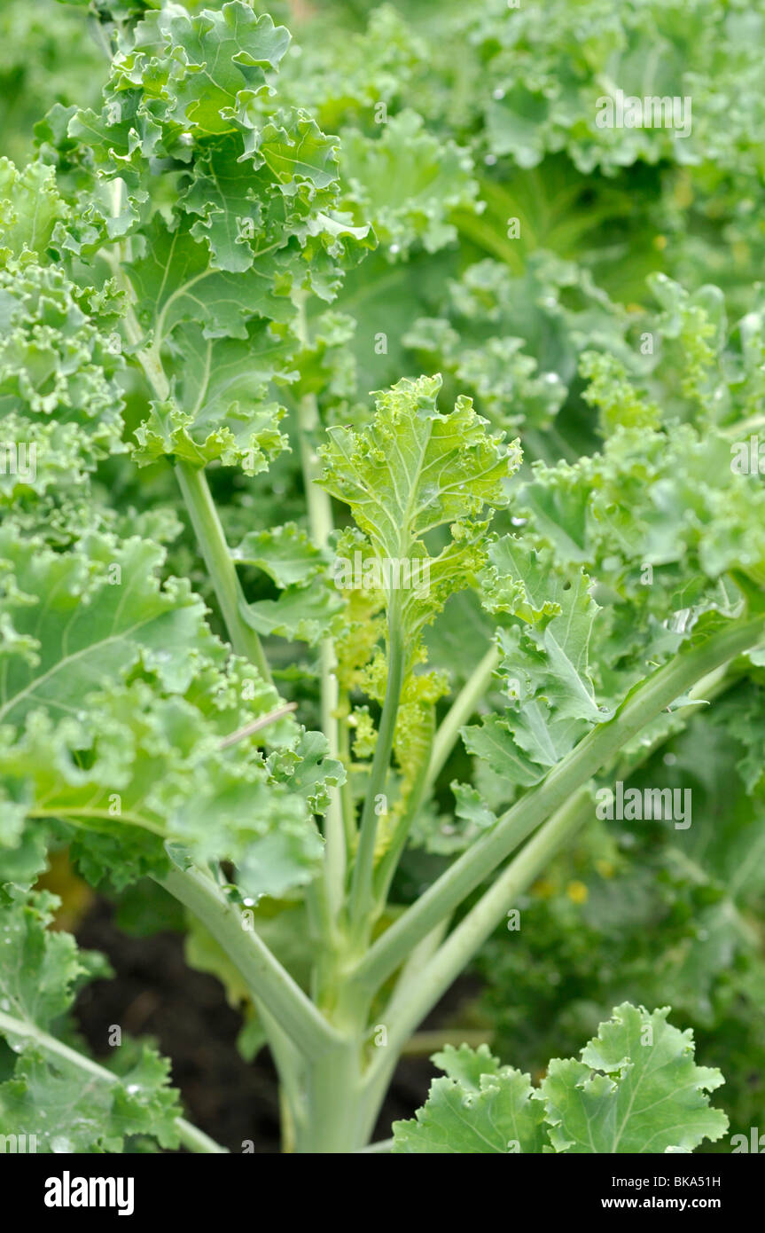 Chou (Brassica oleracea var. sabellica) Banque D'Images