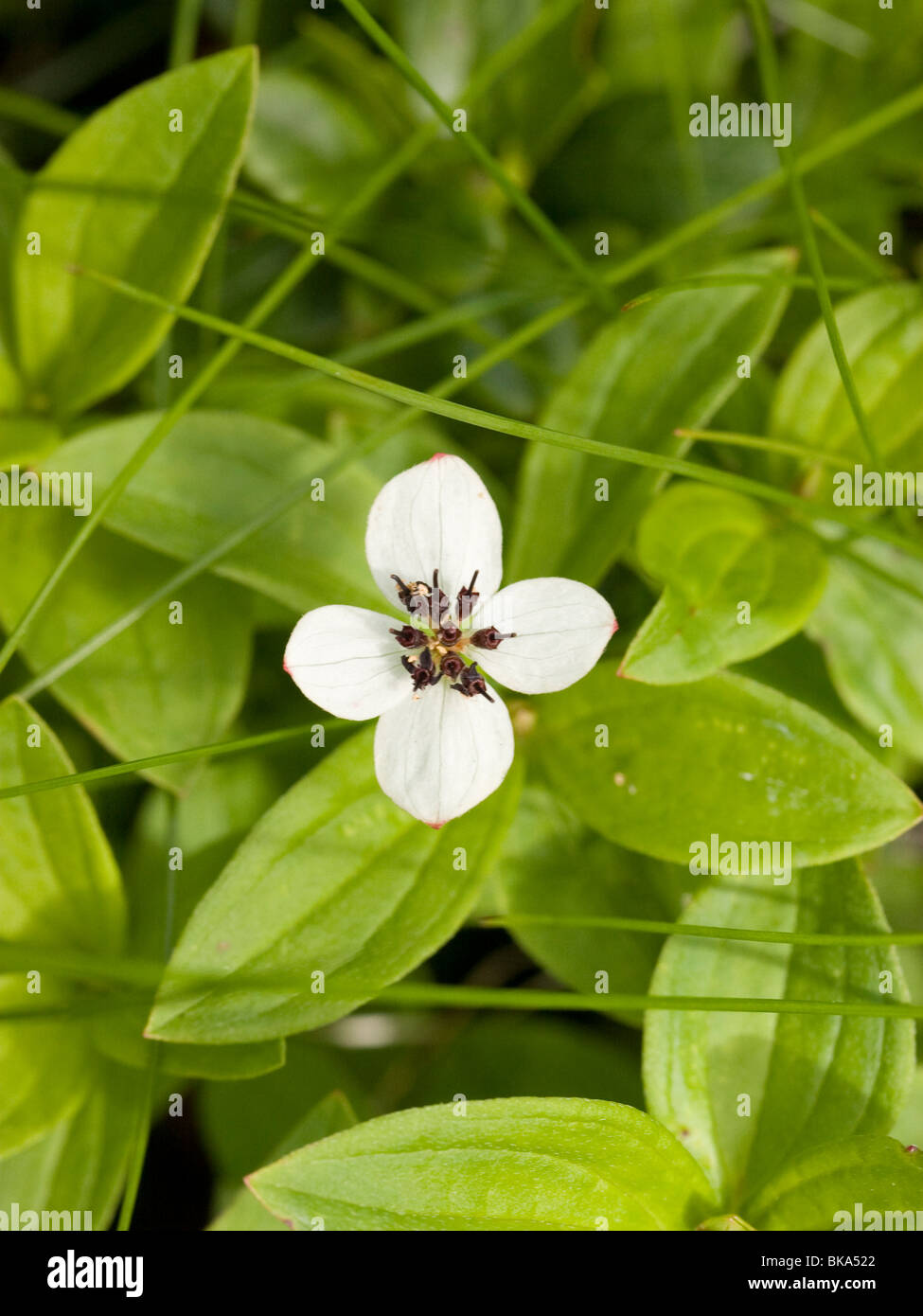 Fleur de cornouiller nain eurasien. Banque D'Images
