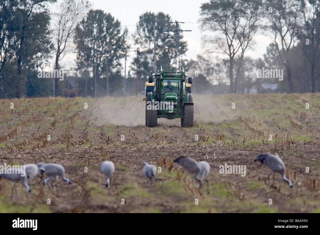 Grues européen avec le tracteur sur un champ (Grus grus) Banque D'Images