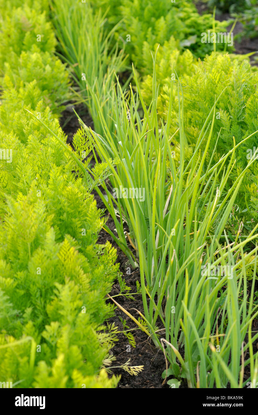 Carotte (Daucus carota subsp. Sativus) et oignon de jardin (Allium cesp) Banque D'Images