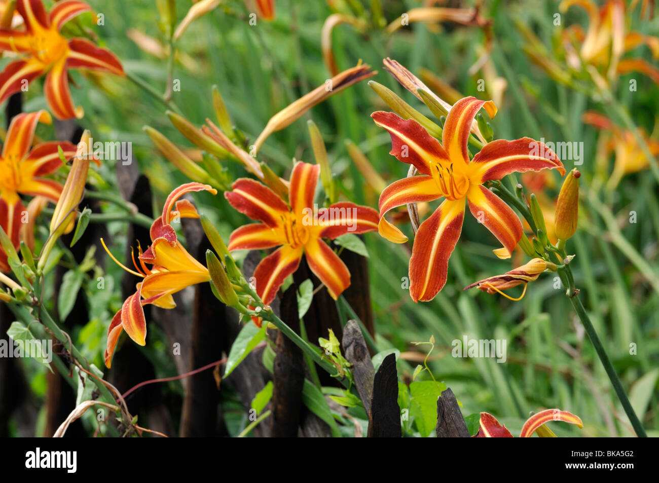 Hémérocalle (Hemerocallis) Banque D'Images