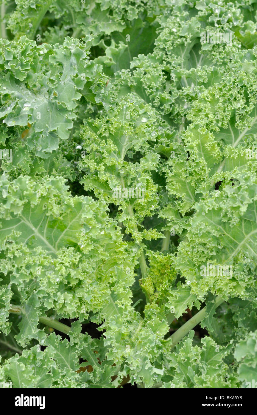 Chou (Brassica oleracea var. sabellica) Banque D'Images