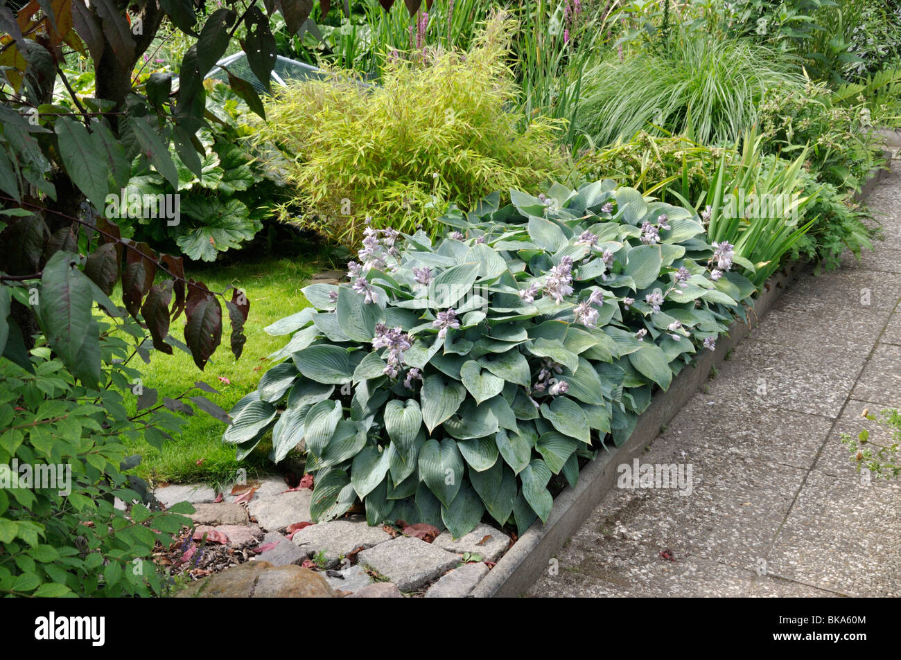 Hosta (Hosta) Banque D'Images