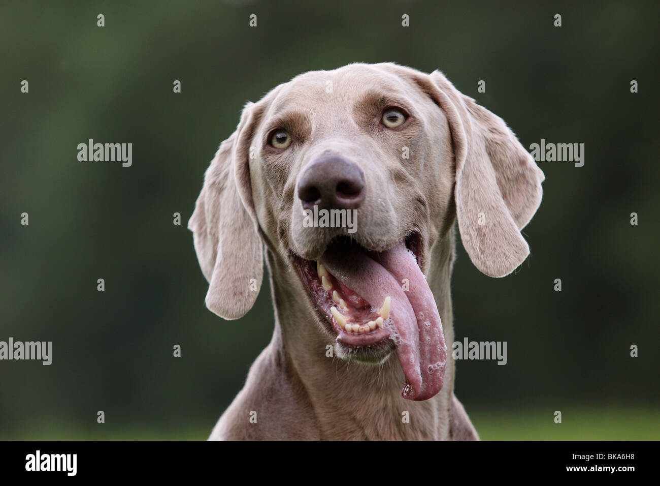 Braque de Weimar Banque D'Images