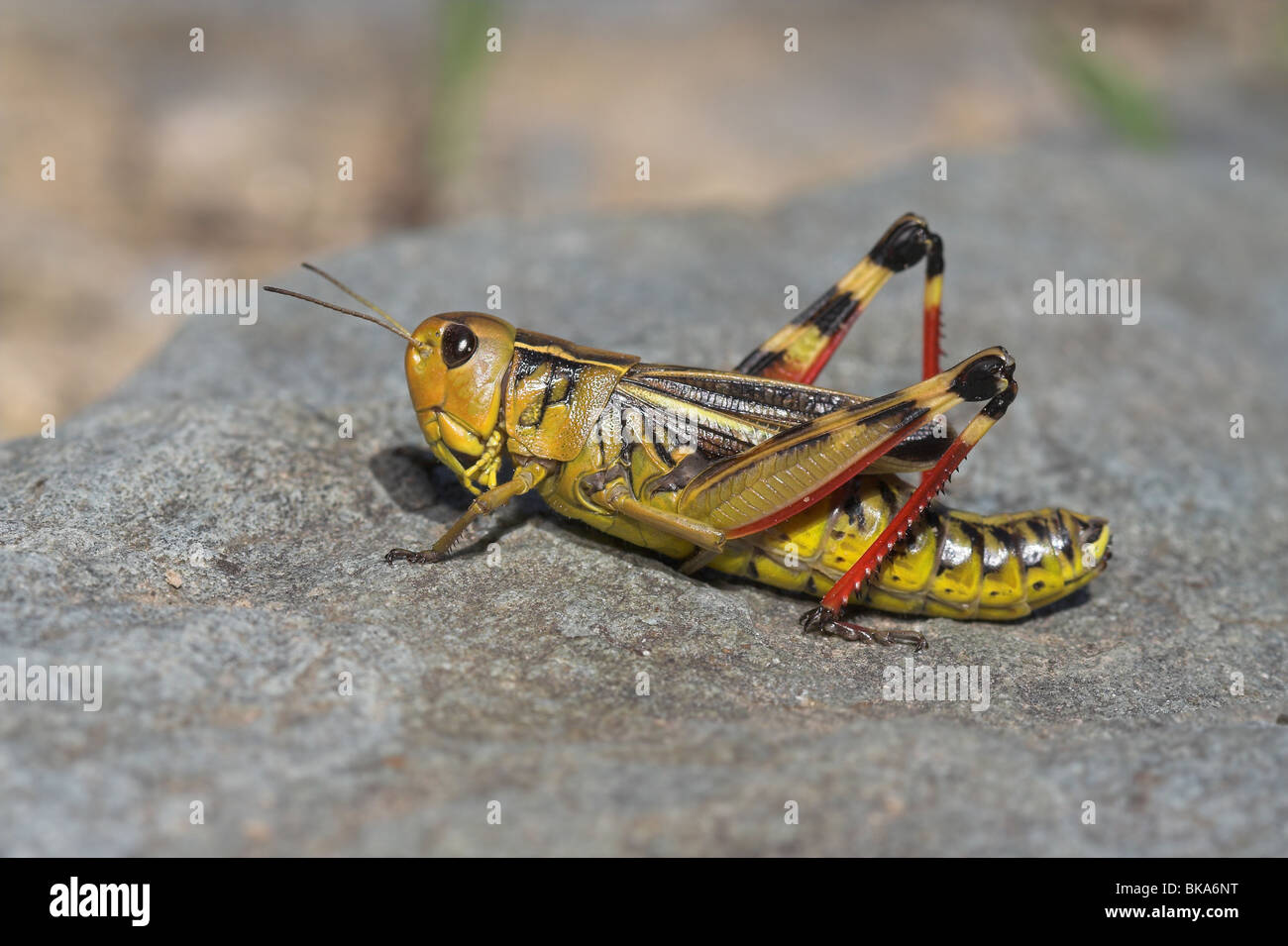 sauterelle) Banque D'Images