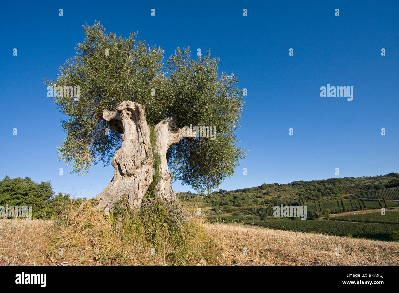 Vieil olivier, Italie, Toscane Banque D'Images