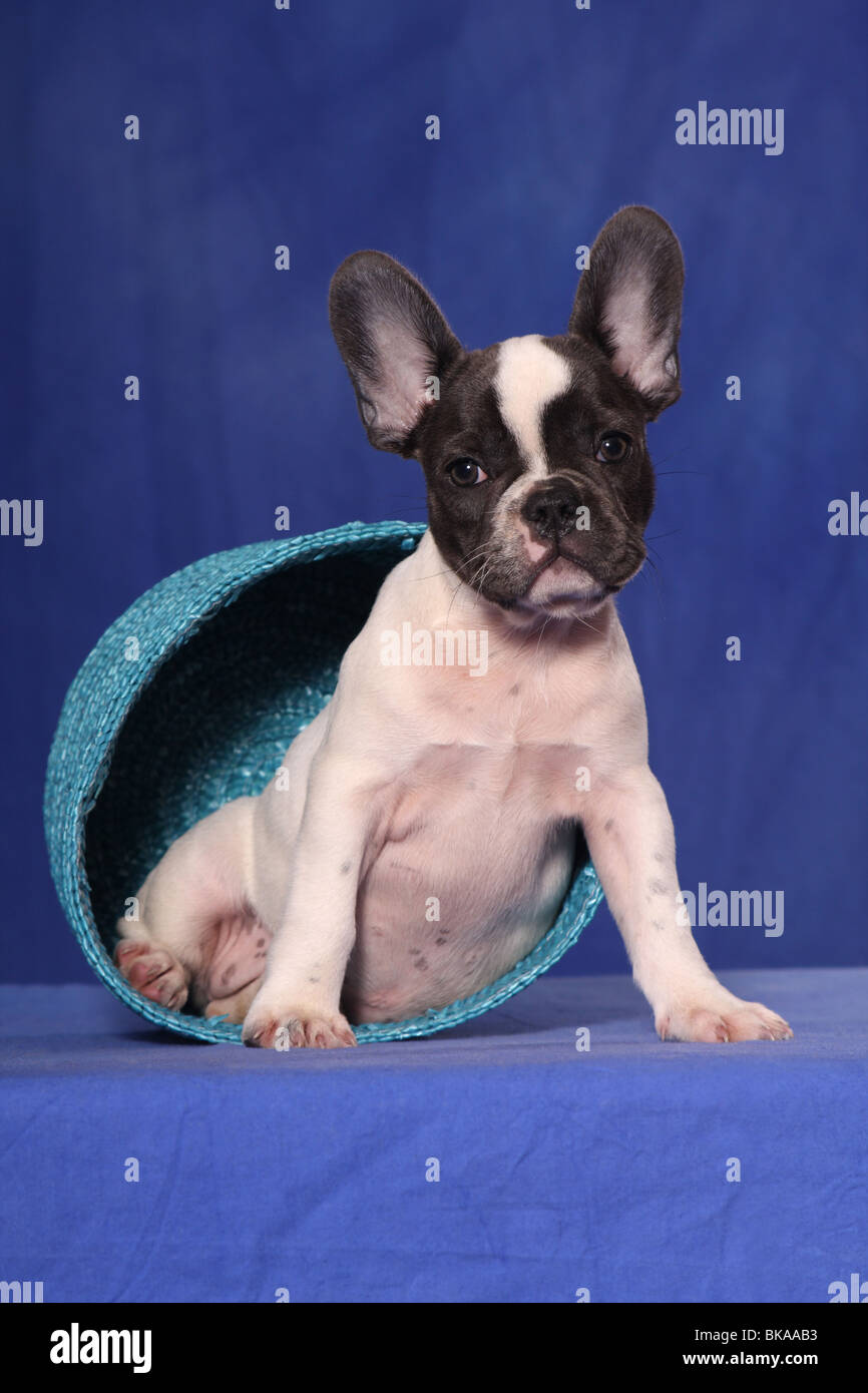 Bouledogue français dans panier Photo Stock - Alamy