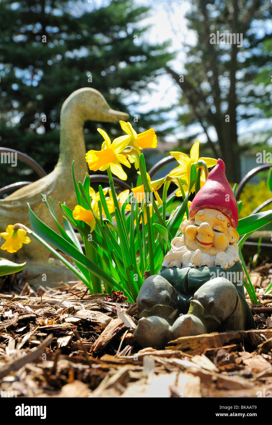 Nain de jardin couchage jaune jonquilles gardiennage. Banque D'Images