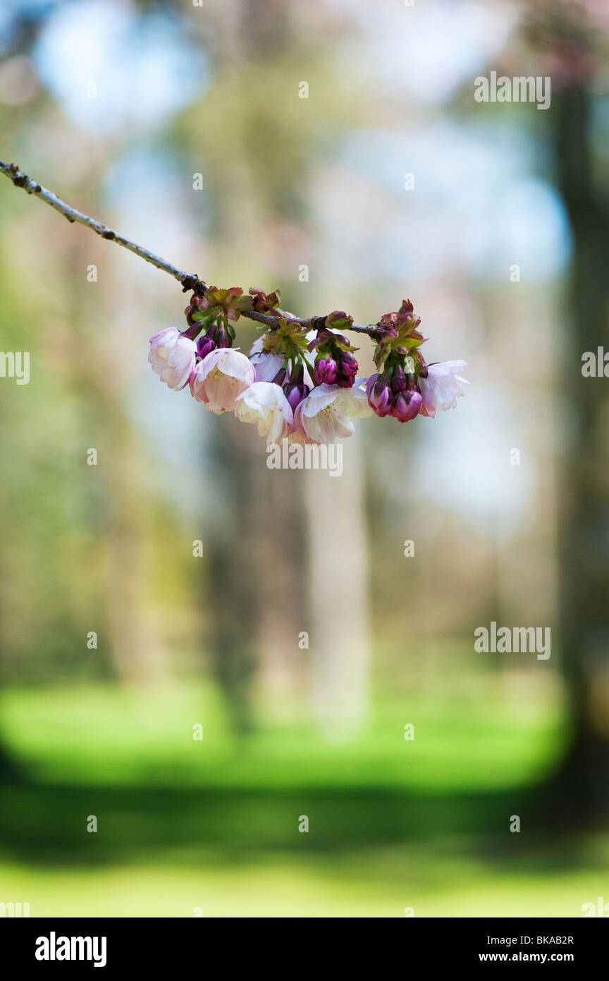 Prunus serrulata Takasago. Cherry Blossom tree Banque D'Images