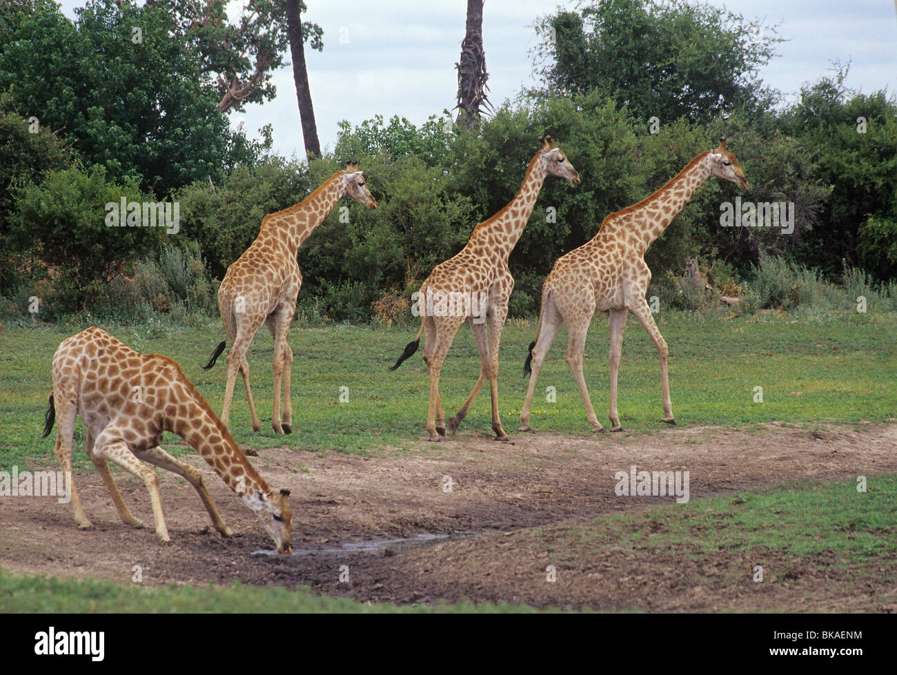 Girafe se plie de manière à long cou peut boire du Botswana Banque D'Images