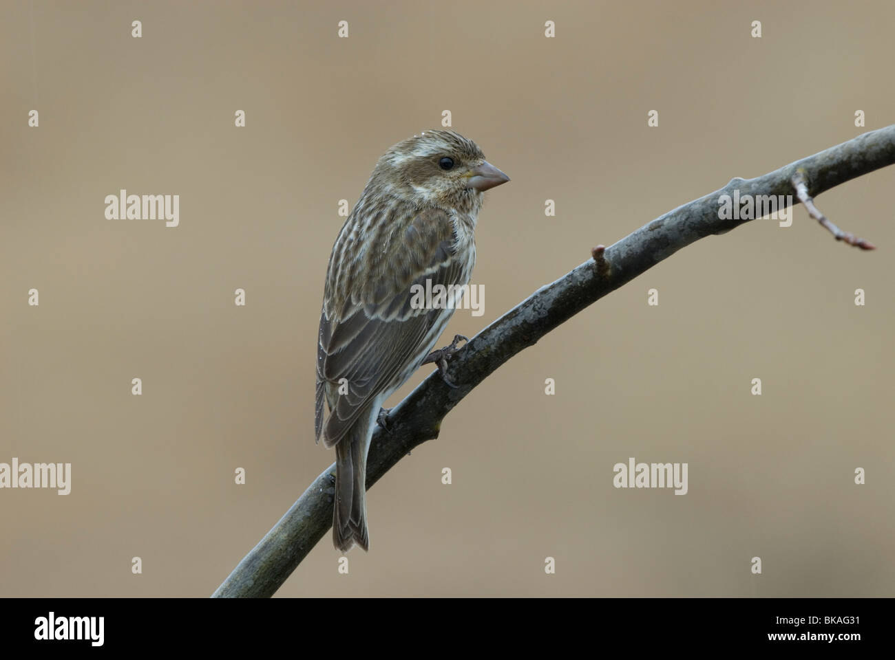 Roselin pourpré assis sur une branche. Banque D'Images