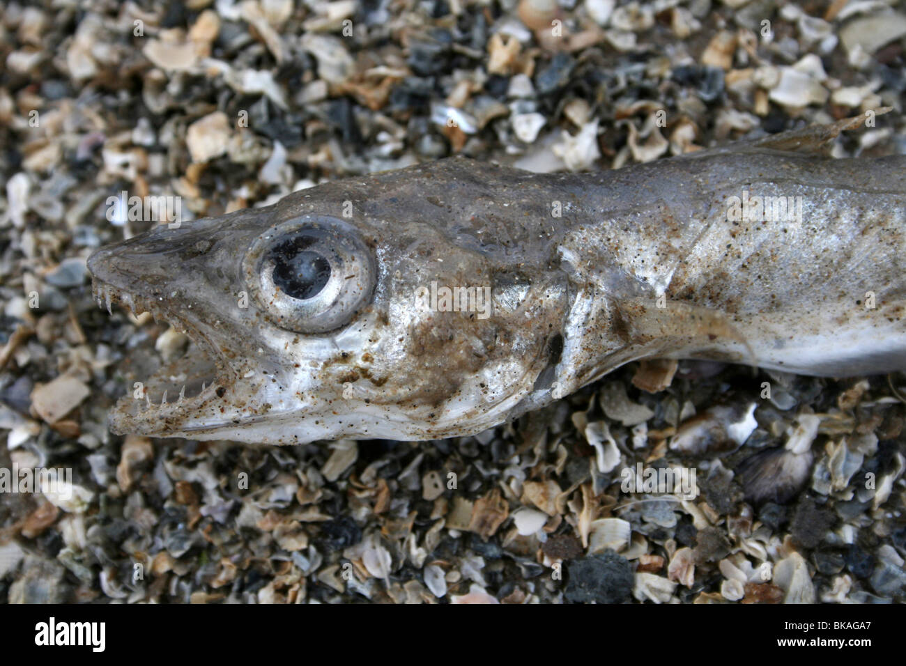 Tête de poisson mort sur bardeau à New Brighton, Wallasey, le Wirral, UK Banque D'Images