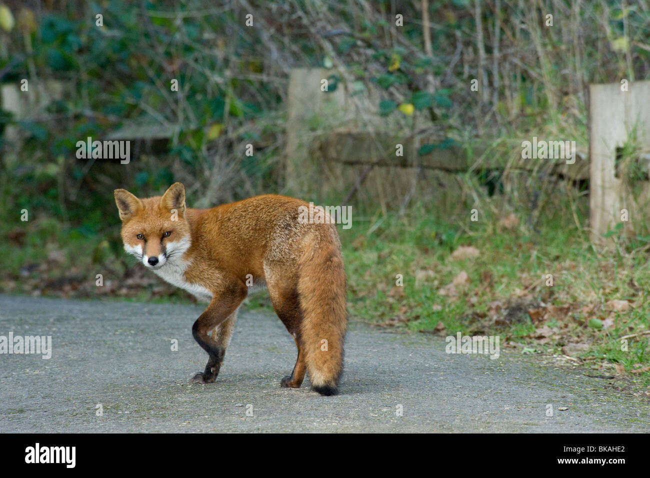 Le renard roux, Vulpes vulpes, s'arrête pour regarder caméra comme promenades le long chemin Banque D'Images