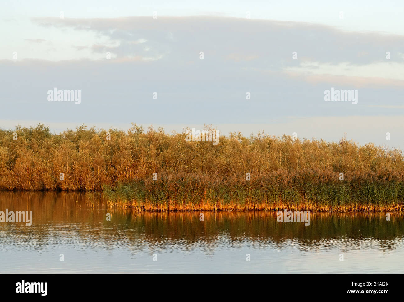 Coucher de soleil sur paysage reed Banque D'Images