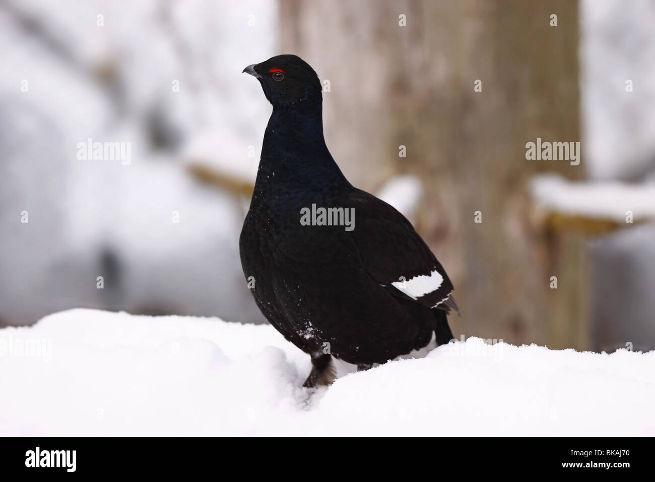 Tétras lyre Banque D'Images
