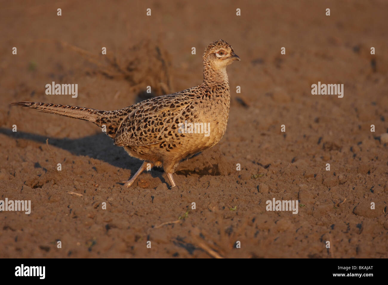 Phasianus colchicus Fasan,,,, le faisan commun Banque D'Images