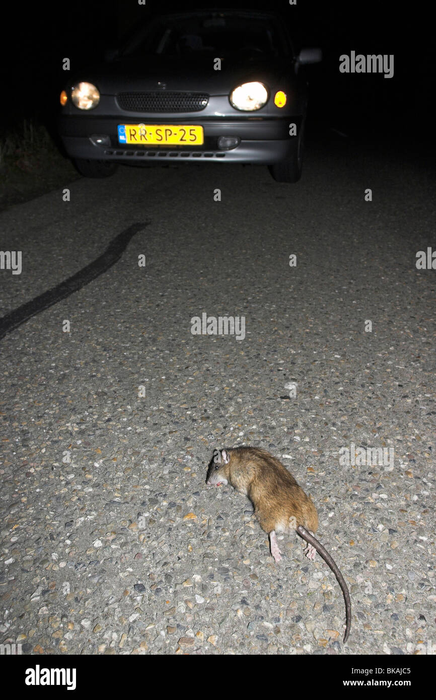 Un Rat Mort Sur La Route Avec Une Voiture A L Arriere Plan Photo Stock Alamy