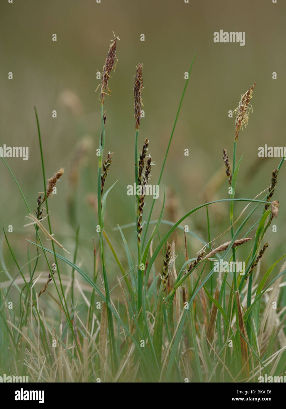 Blauwe zegge ; Carex Carex panicea Carnation ; Banque D'Images