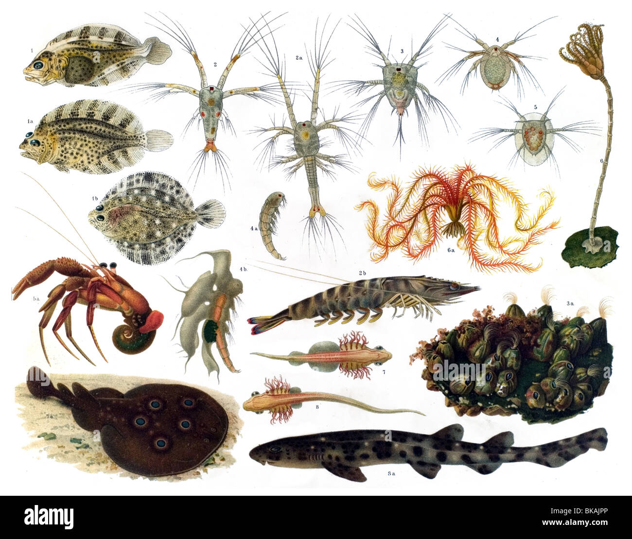 Étapes de développement différents animaux de la mer 1 Photo Stock - Alamy