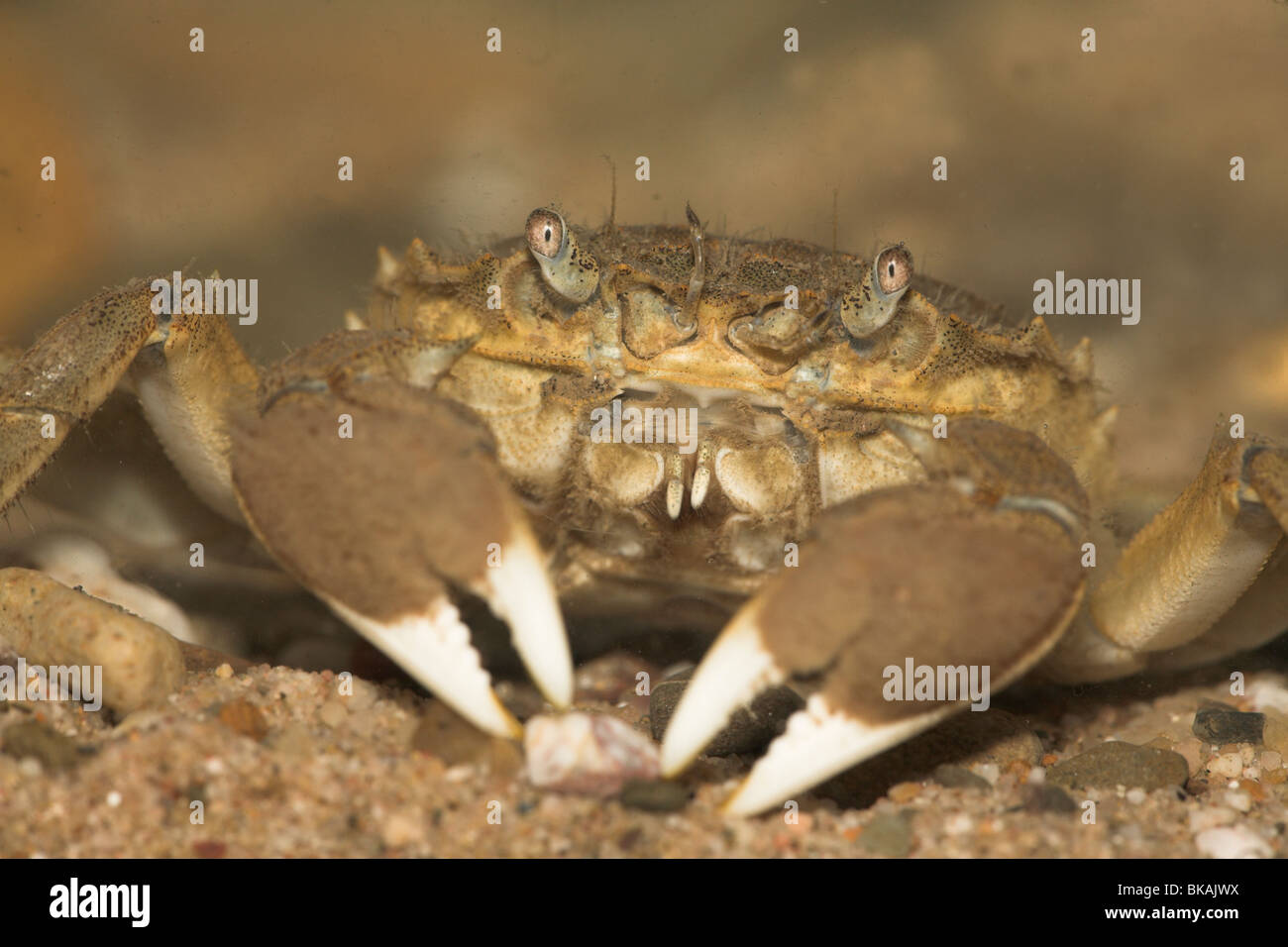 Portrait d'un crabe chinois avec la laine sur ses ciseaux bien visibles Banque D'Images