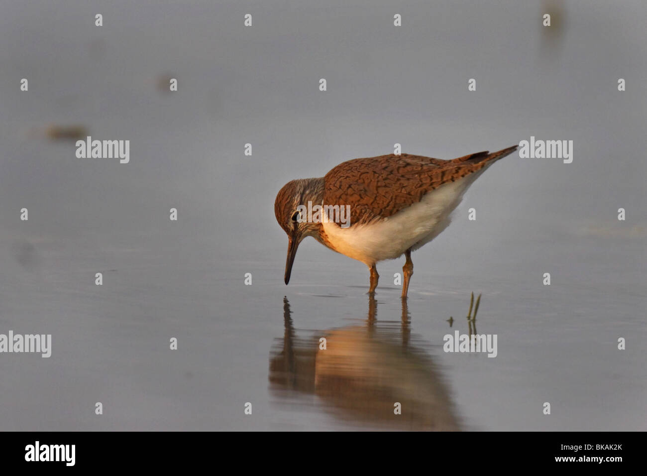 Sandpiper Actitis, commune, gris, Flußuferläufer Banque D'Images