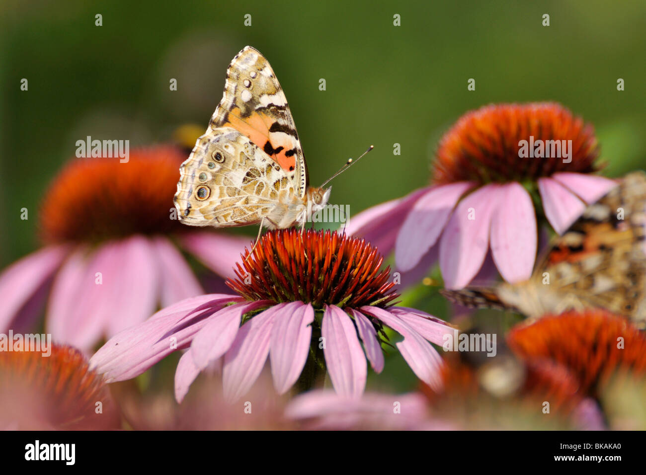 La belle dame (Vanessa cardui) et pourpre (Echinacea purpurea) Banque D'Images